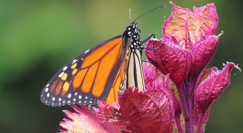 Monarch butterfly