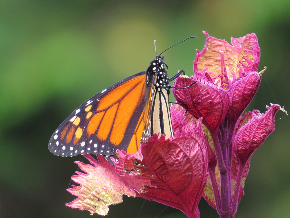 Monarch butterfly