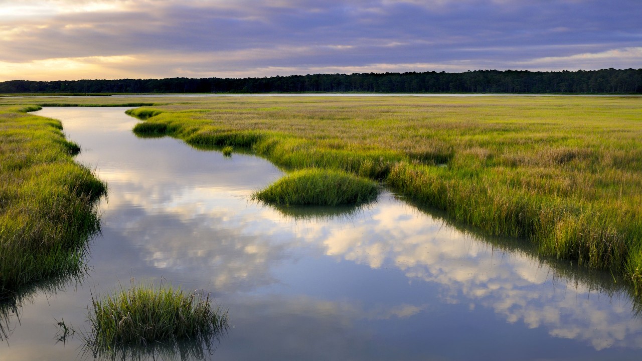 Chesapeake Bay saltwater marsh