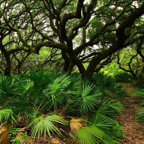 Live oaks