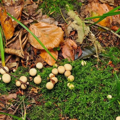 Leaf litter on the forest floor