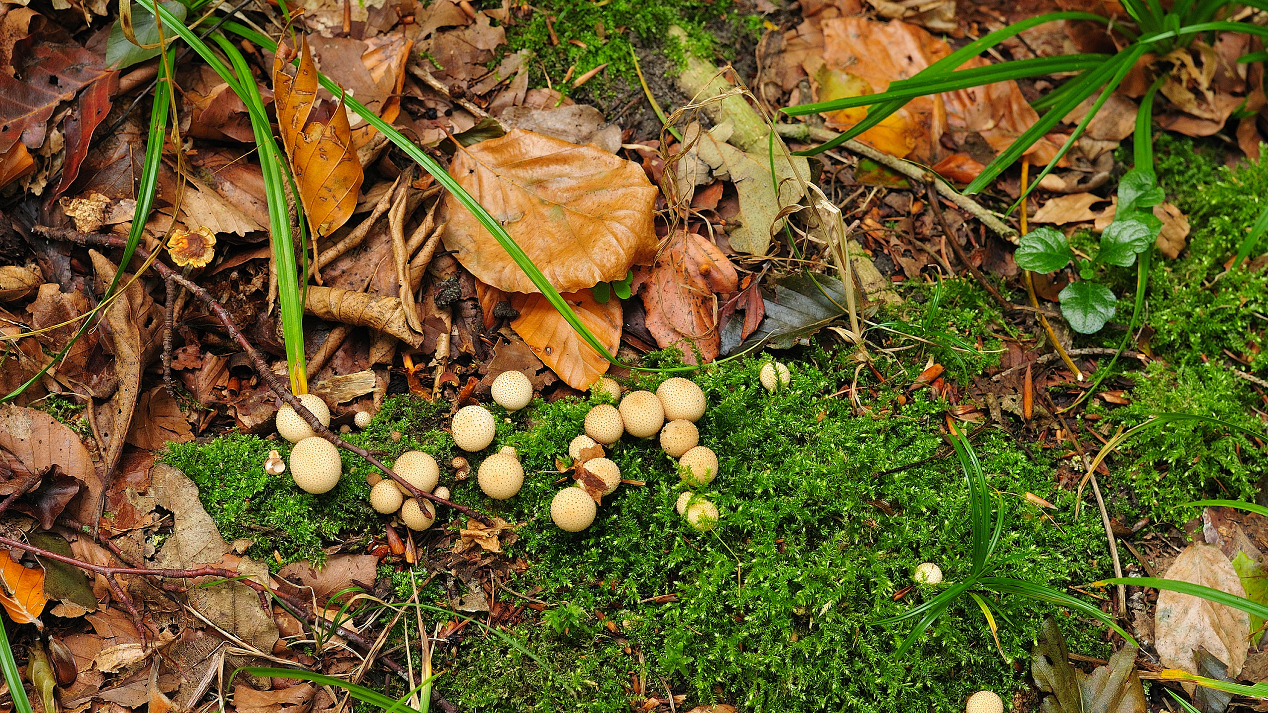 Leaf litter on the forest floor