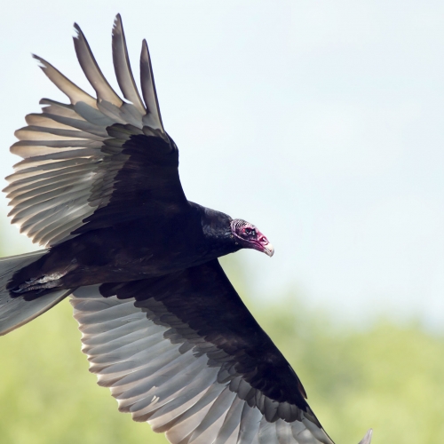 Turkey vulture in flight