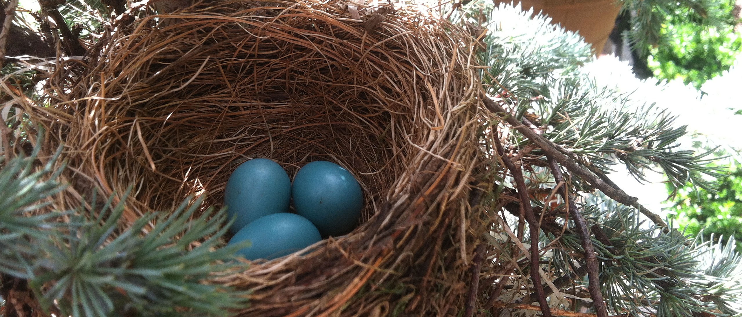 Make a bird's nest, Learning Zone