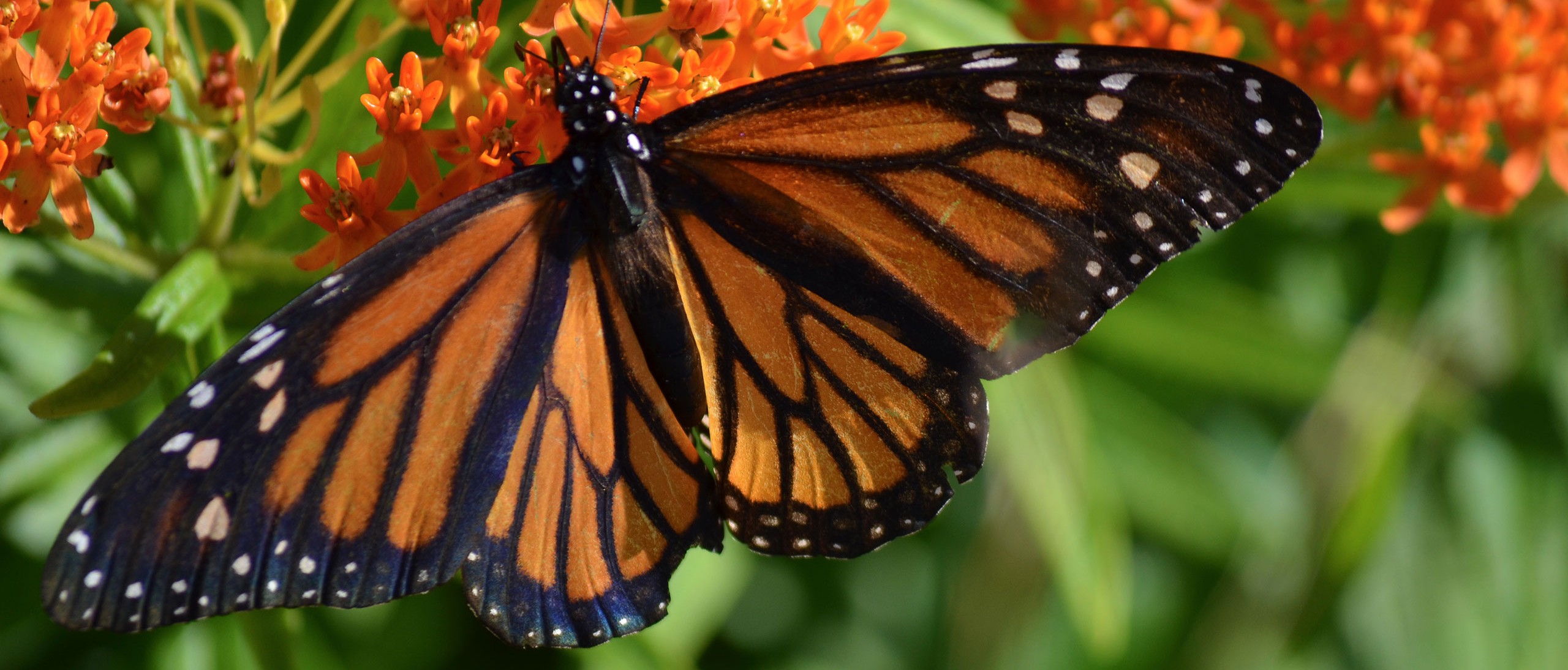 Morpho Butterfly Insect Facts - A-Z Animals