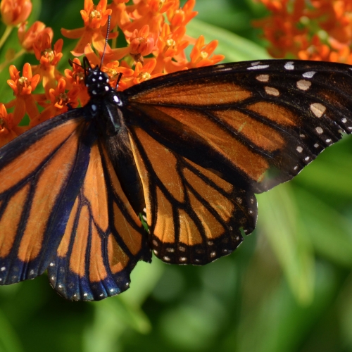 Monarch Butterfly