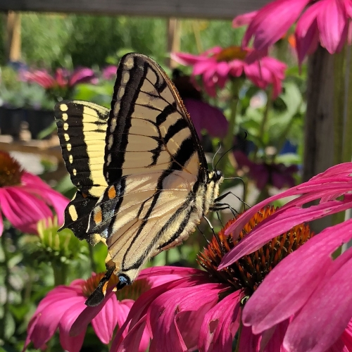 A Swallowtail Butterfly feeding on coneflower