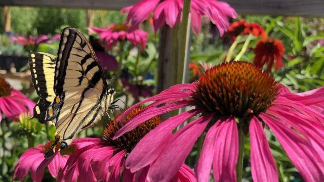 A Swallowtail Butterfly feeding on coneflower