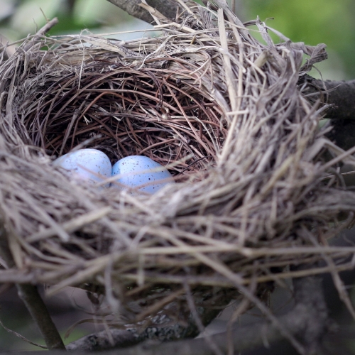 Bird's nest with eggs