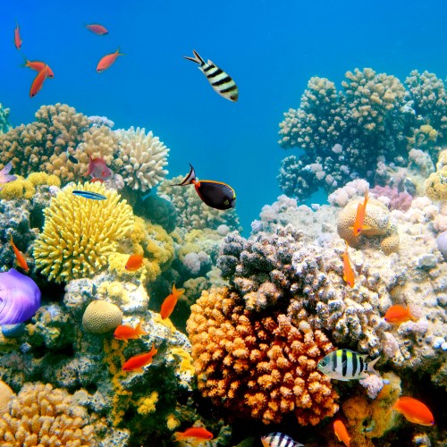 Fish swiming around a coral reef