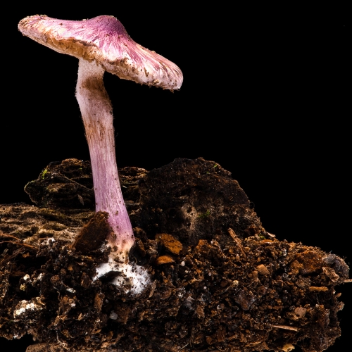 Inocybe species