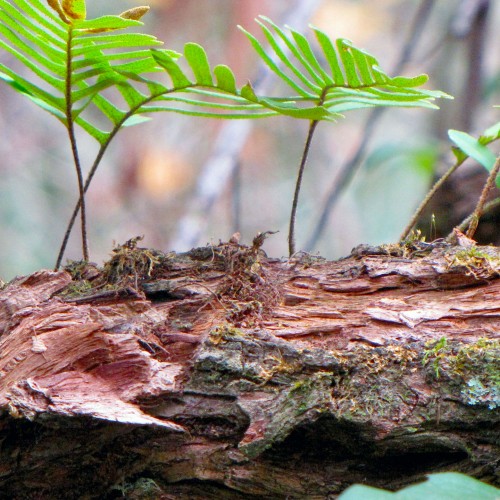 Resurrection ferns growing out of a dead tree