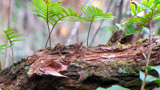 Dead Wood Is Life - Smithsonian Gardens