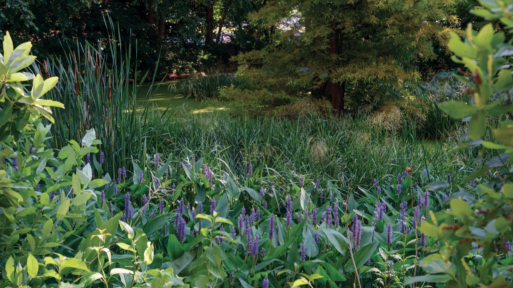 Native Spring Ephemerals - Smithsonian Gardens