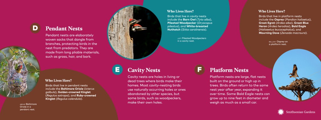 Nests Smithsonian Gardens
