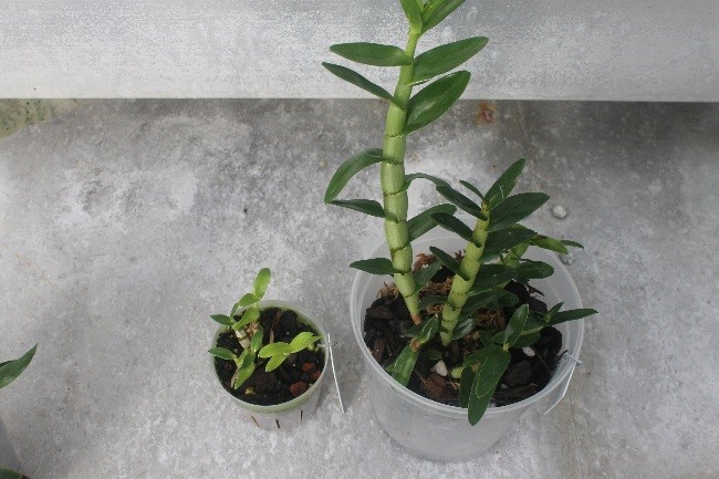 One small green orchid plant side-by side with a larger plant