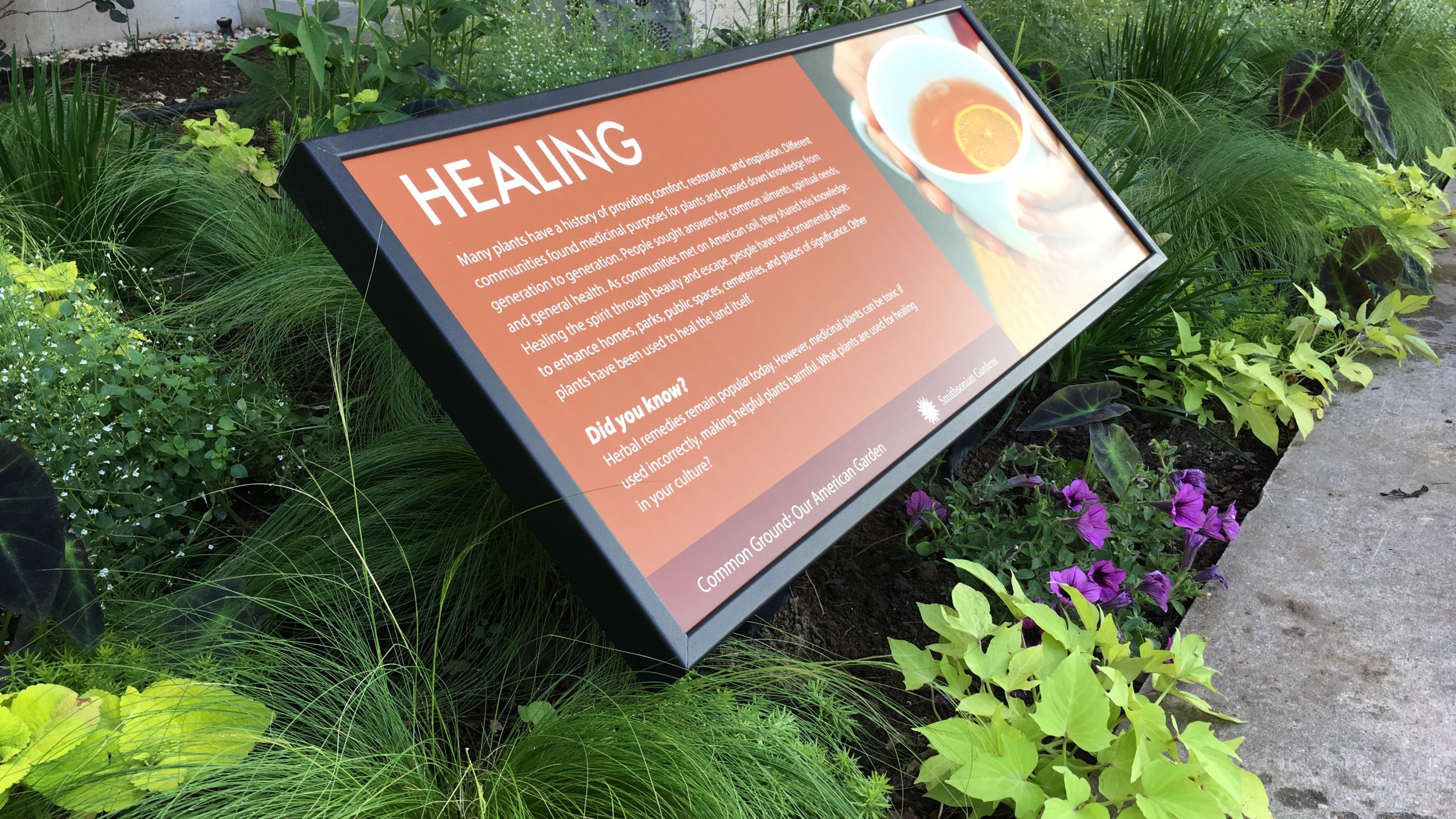 Exhibit sign on healing plants surrounded by greenery and purple flowers in raised bed