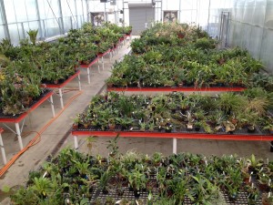 Interior of orchid greenhouse