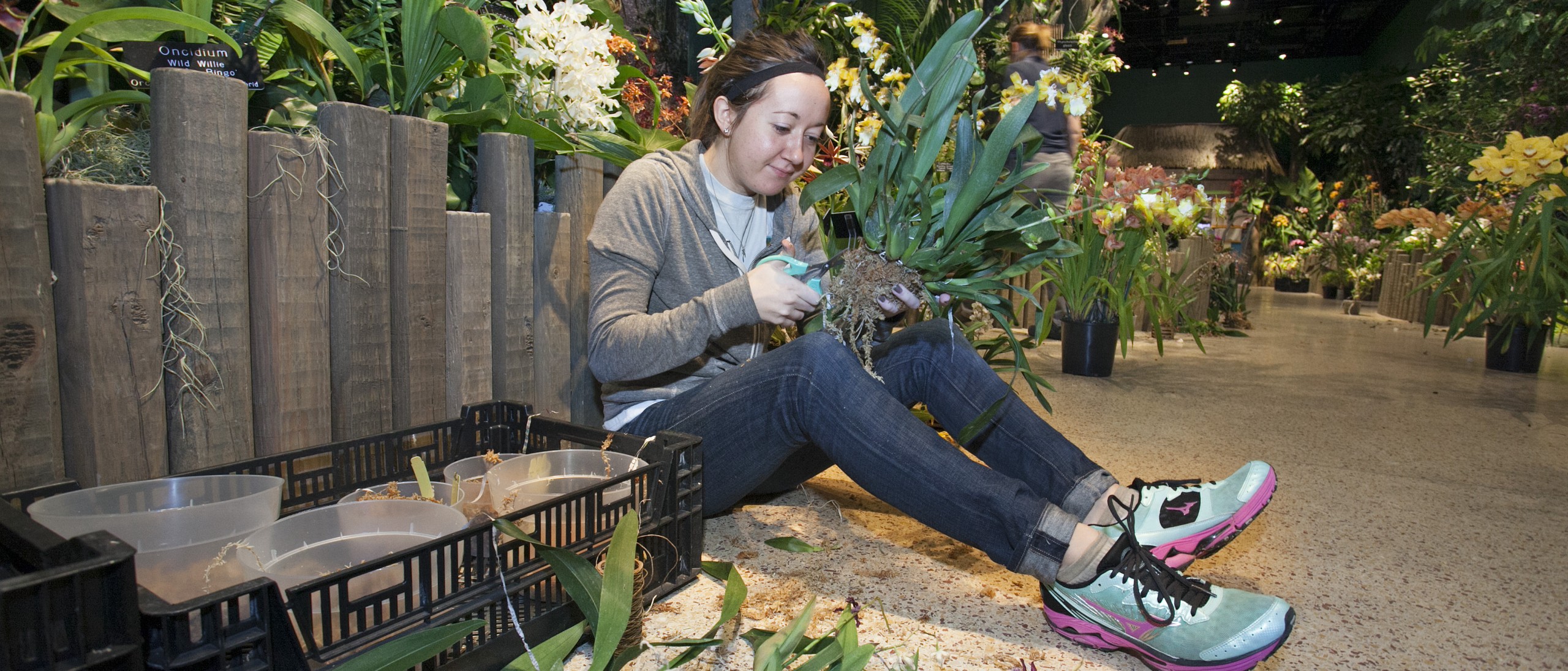 Intern helping to groom orchid for exhibition