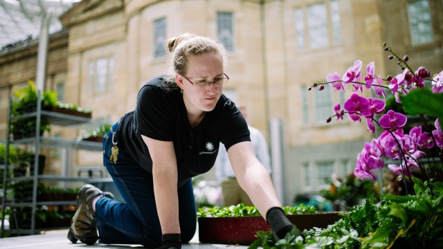 Smithsonian Gardens staff member planting orchids in Kogod Courtyard