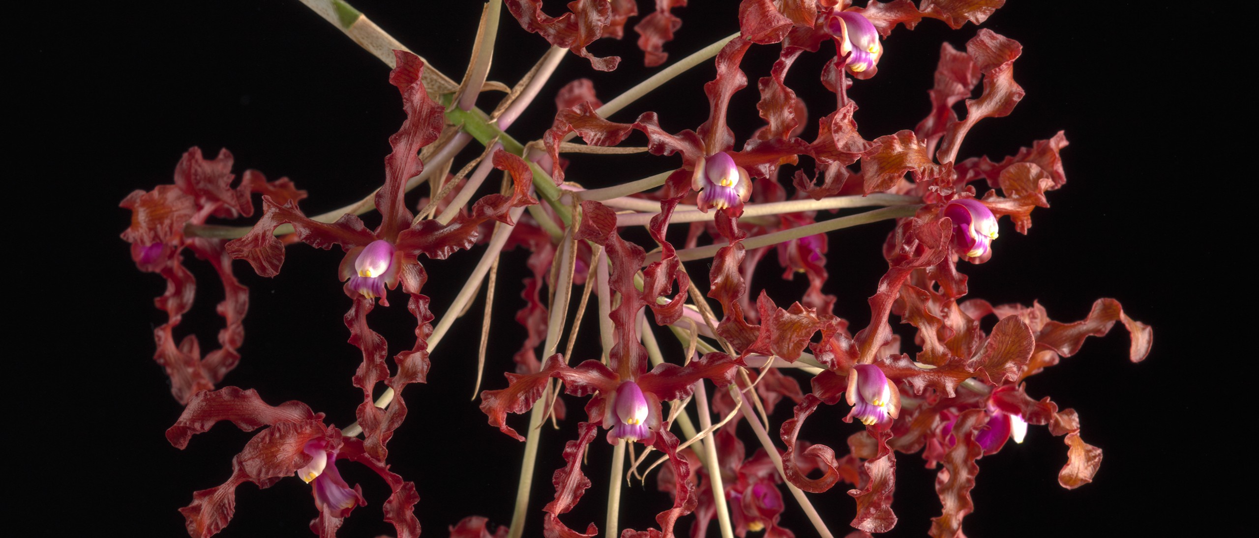 The Rosey Laelia blooming with dark purple flowers