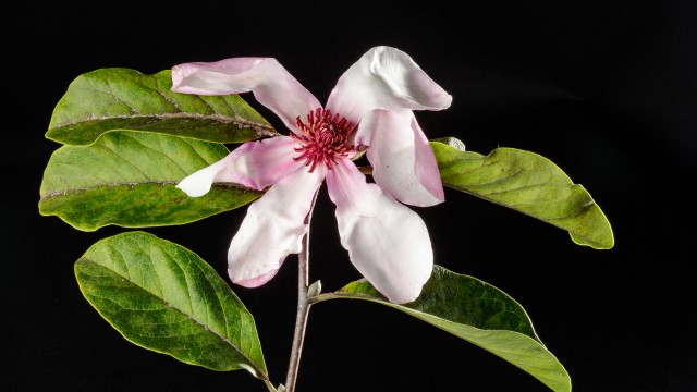 Pink flower form of Magnolia tree