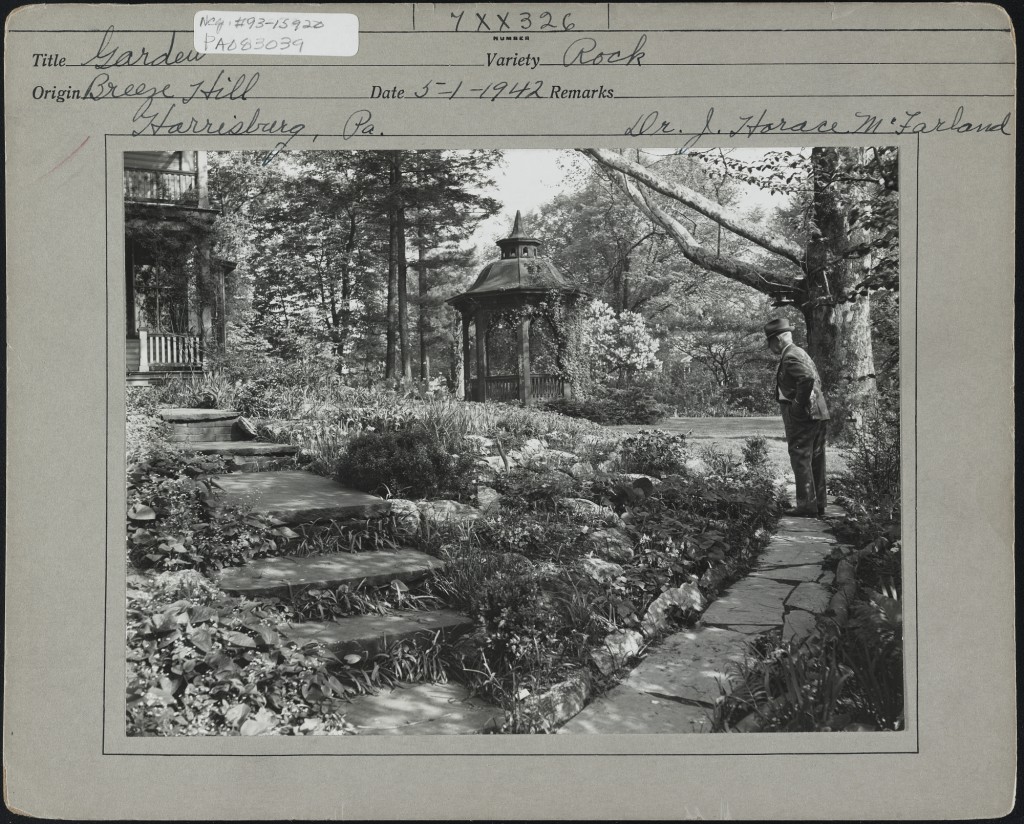 Vintage photo of J. Horace McFarland looking over a garden with pagoda in background