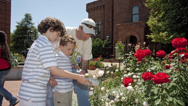 Two young boys help release beneficial insects into rose garden