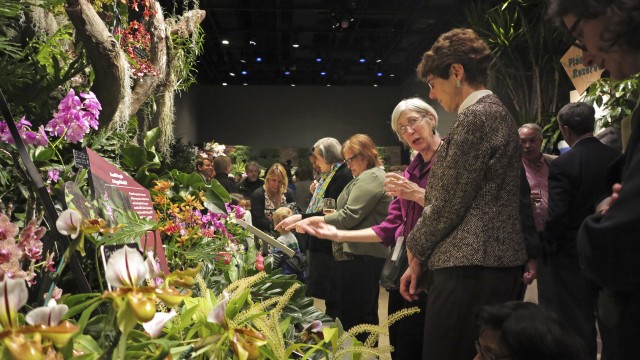 Two women examining a group of orchids in indoor orchid exhibit with other visitors in background