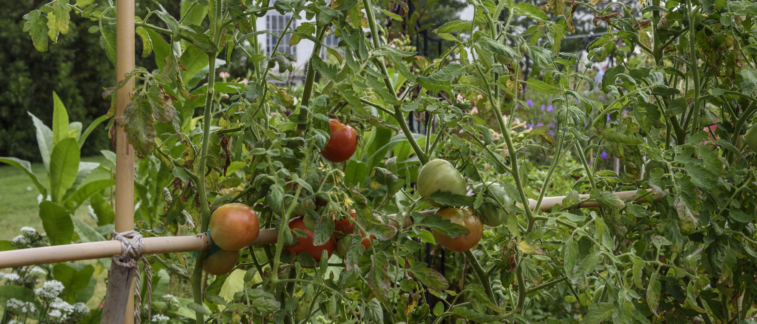 Tomatoes on a bamboo support