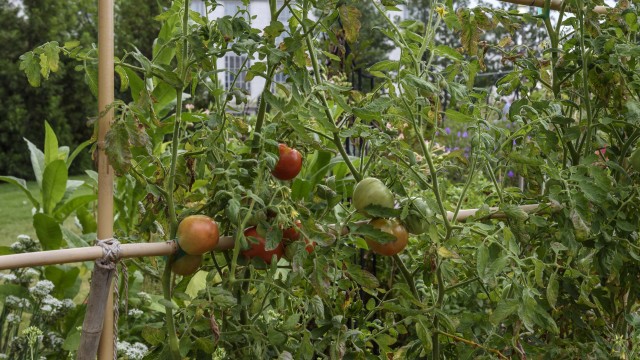 Tomatoes on a bamboo support