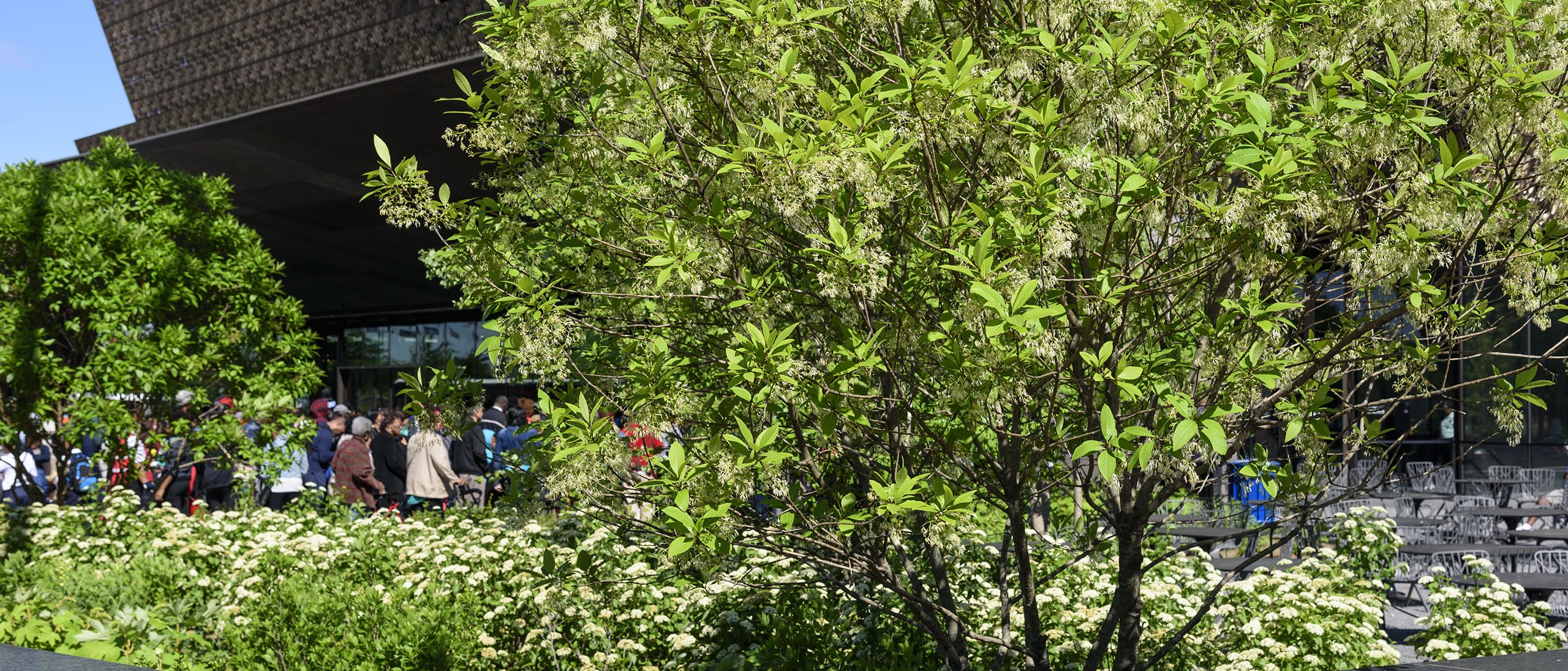 trees and low shrubs in the museum landscape