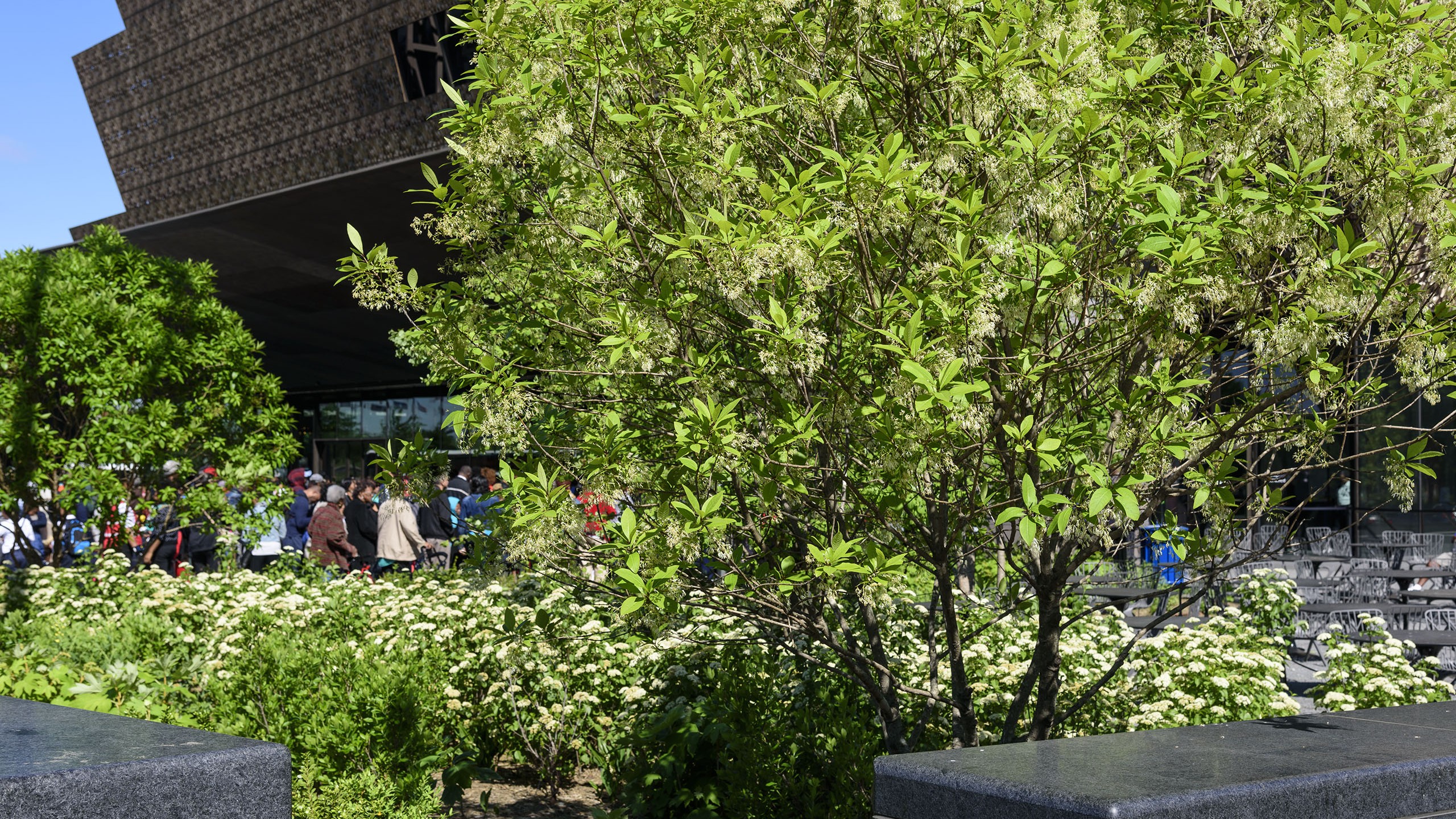 trees and low shrubs in the museum landscape