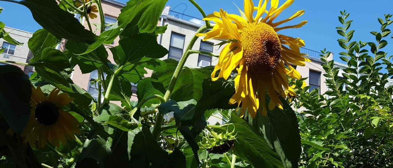 Sunflower infront of white apartment building