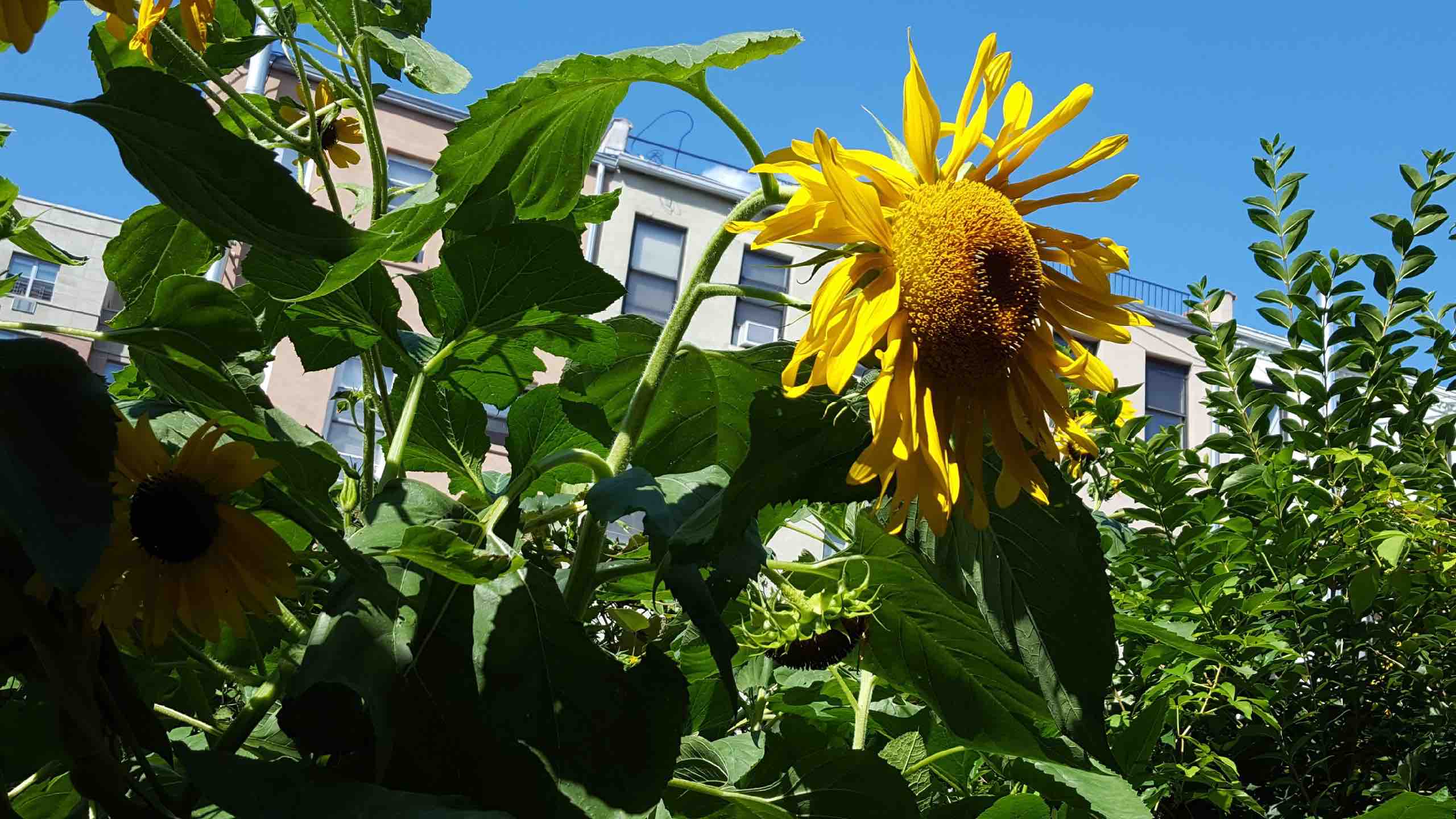 Sunflower infront of white apartment building