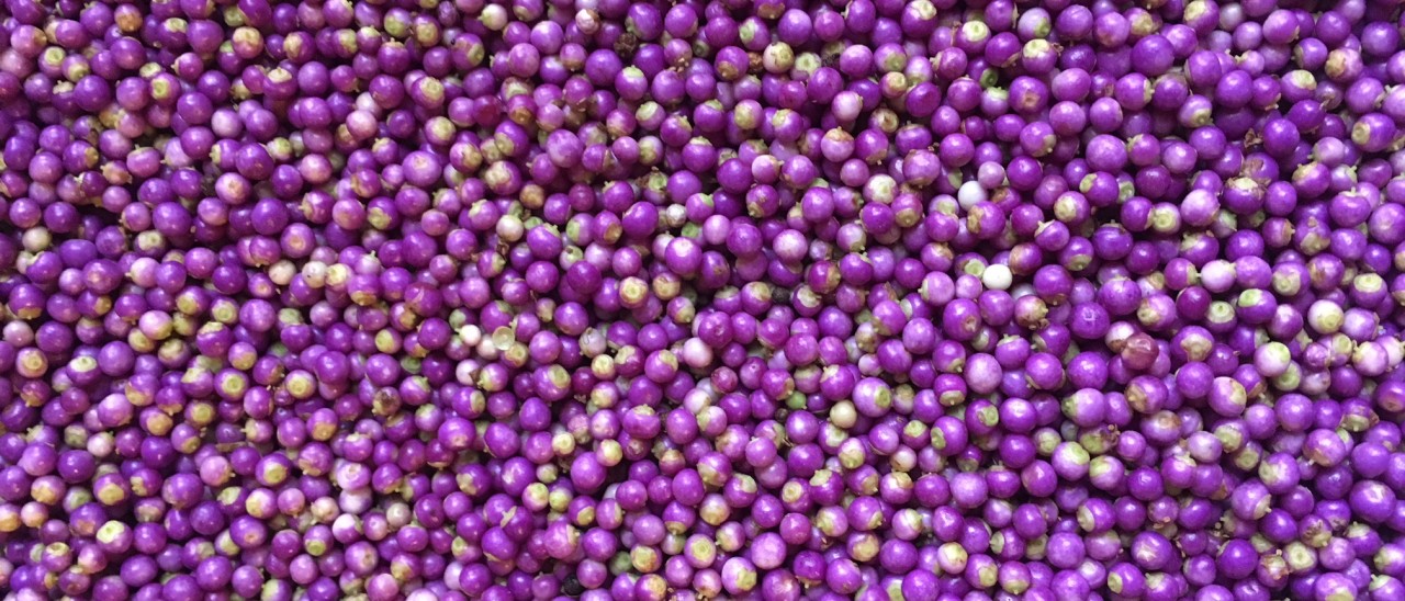 closeup of hundreds of purple beautyberries