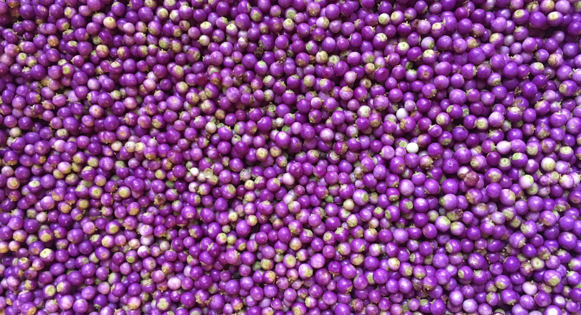 hundreds of freshly-picked purple beautyberries