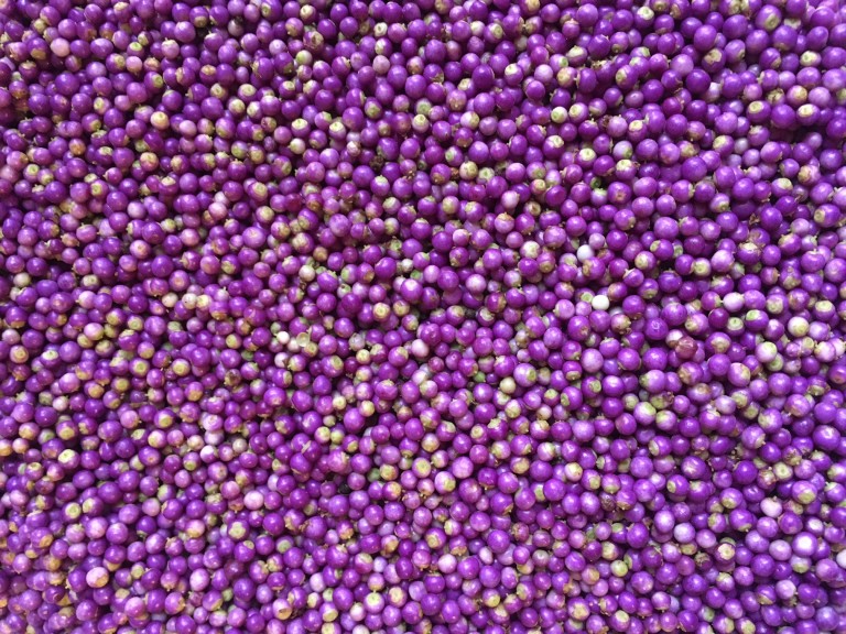 hundreds of freshly-picked purple beautyberries