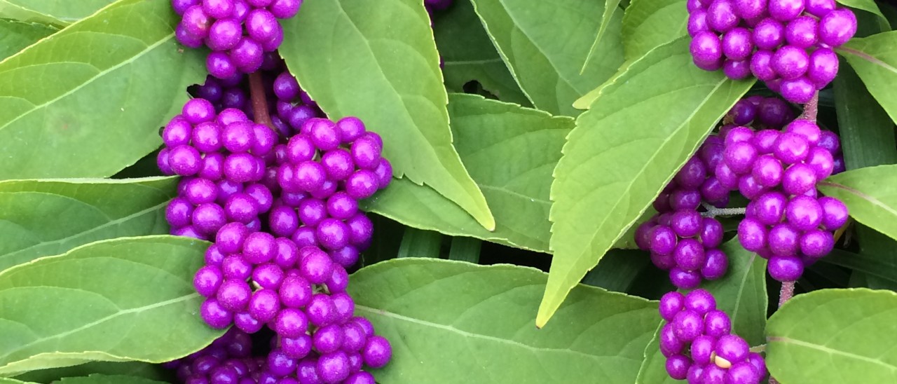 beautyberries on the plant