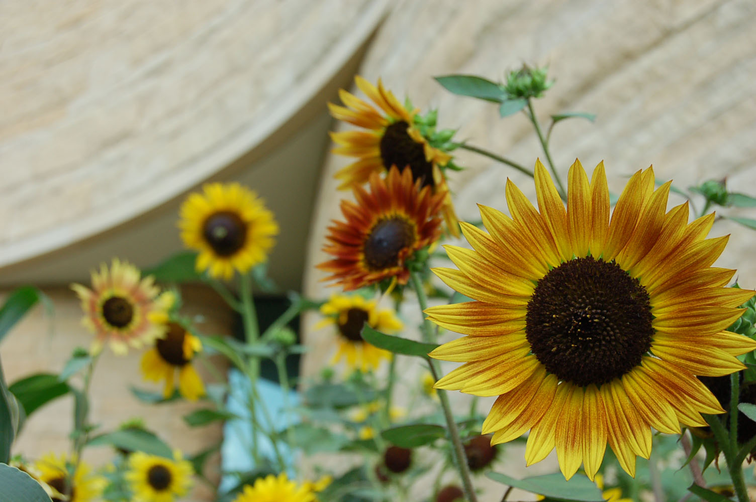 Sunflowers