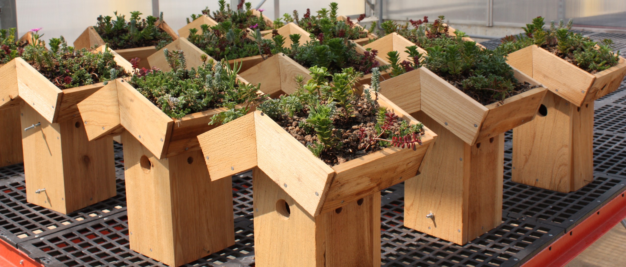 Eleven, foot-tall wooden bird houses with green roof plantings lined up in three rows on an interior greenhouse table.