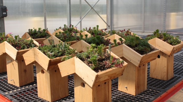 Eleven, foot-tall wooden bird houses with green roof plantings lined up in three rows on an interior greenhouse table.