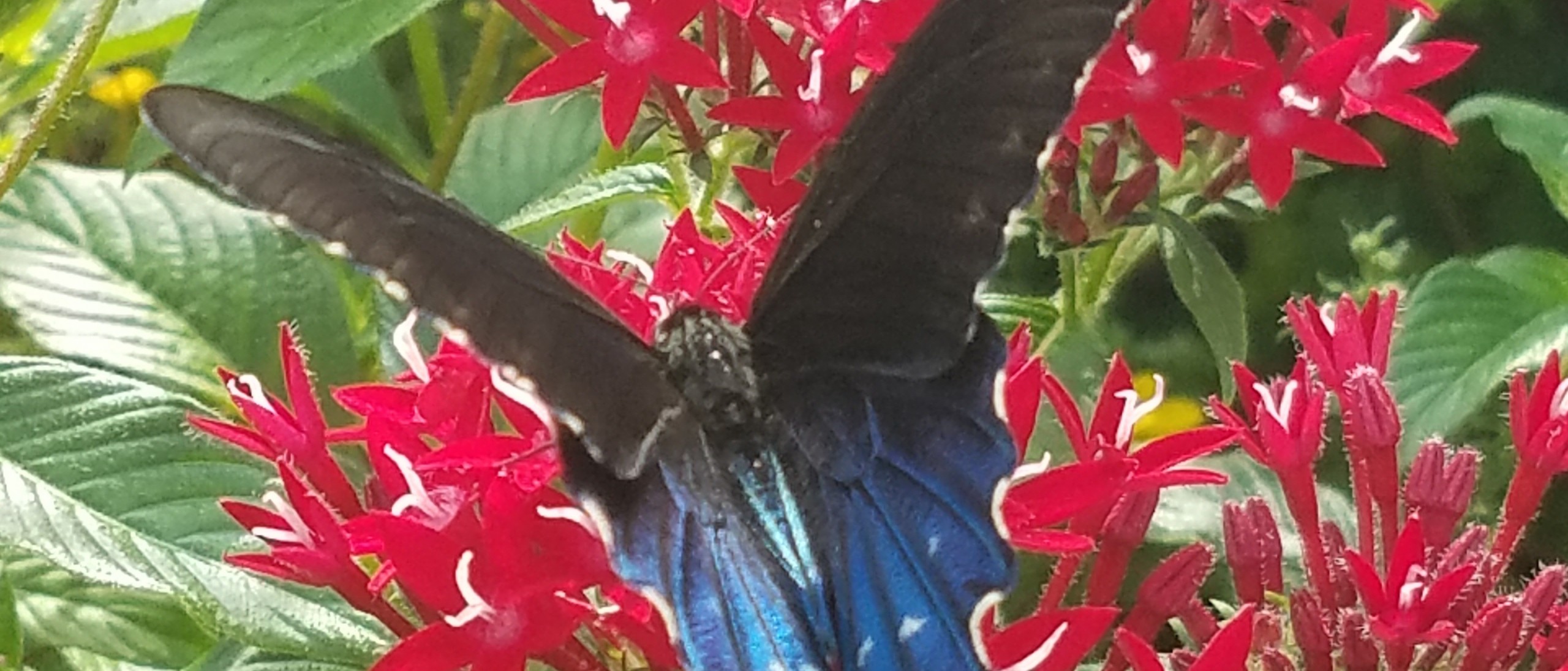 Blue and black swallowtail butterfly on red flowers