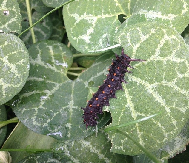 Black caterpillar on green leaf with white veins