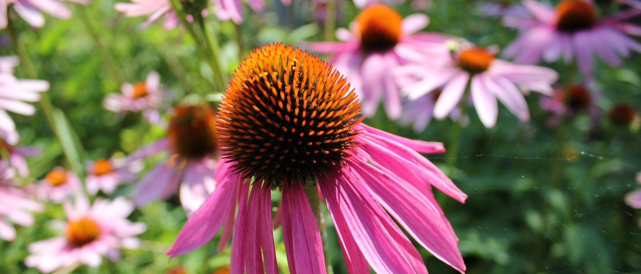 Community of Gardens Story Collection - Smithsonian Gardens