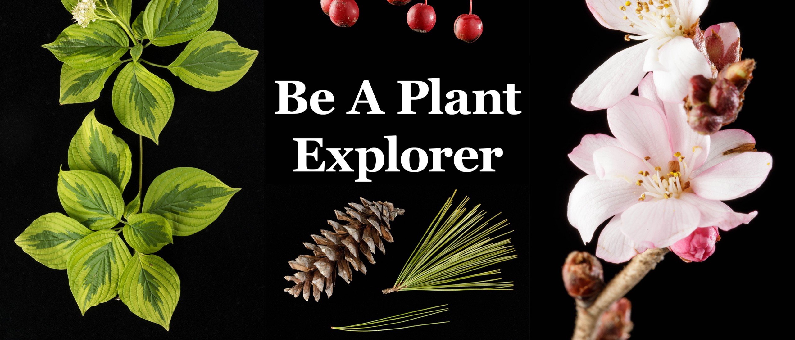 Collage which introduces Plant Explorer. Cornus alternifolia variegated foliage with flower on left, ornamental Malus fruits on center top, Pinus strobus cone and foliage on center bottom, Prunus subhirtella 'Autumnalis' flowers on right. Text reading "Be A Plant Explorer" centered.