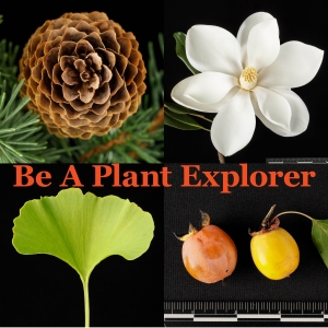 Collage introduces Plant Explorer. Clockwise from top left: Picea abies 'Acrocona' cone, Magnolia grandiflora flower, Diospyros virginiana fruit, Ginkgo leaf