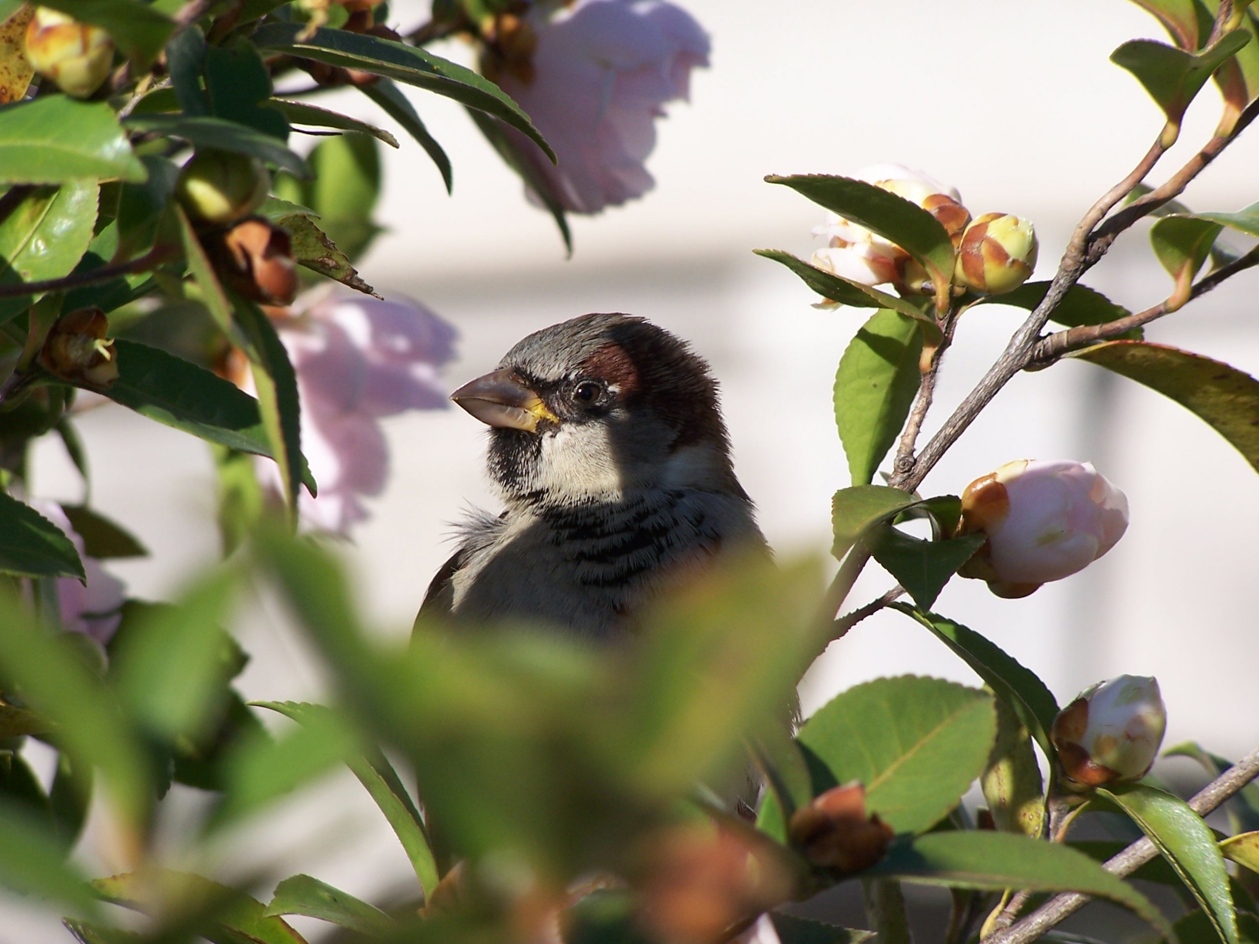 How To Make Your Garden A Safe Haven For Robins This Winter