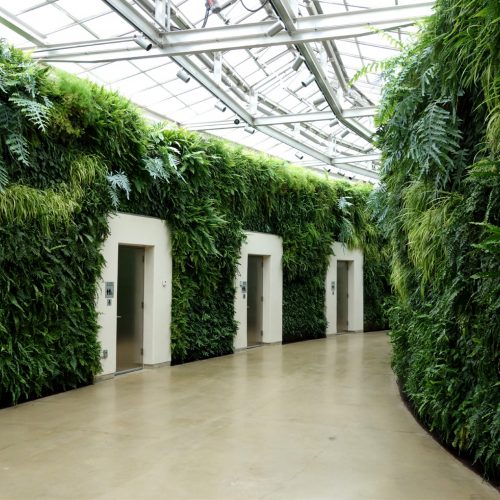 Houseplants