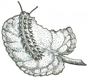 Butterfly Life Cycle - Stage 2